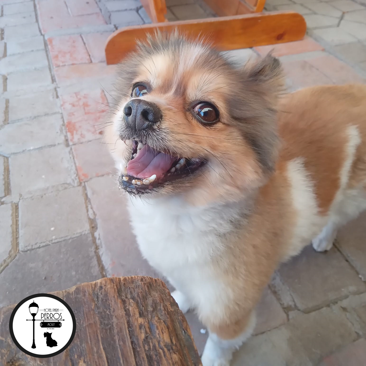 Perro jugando