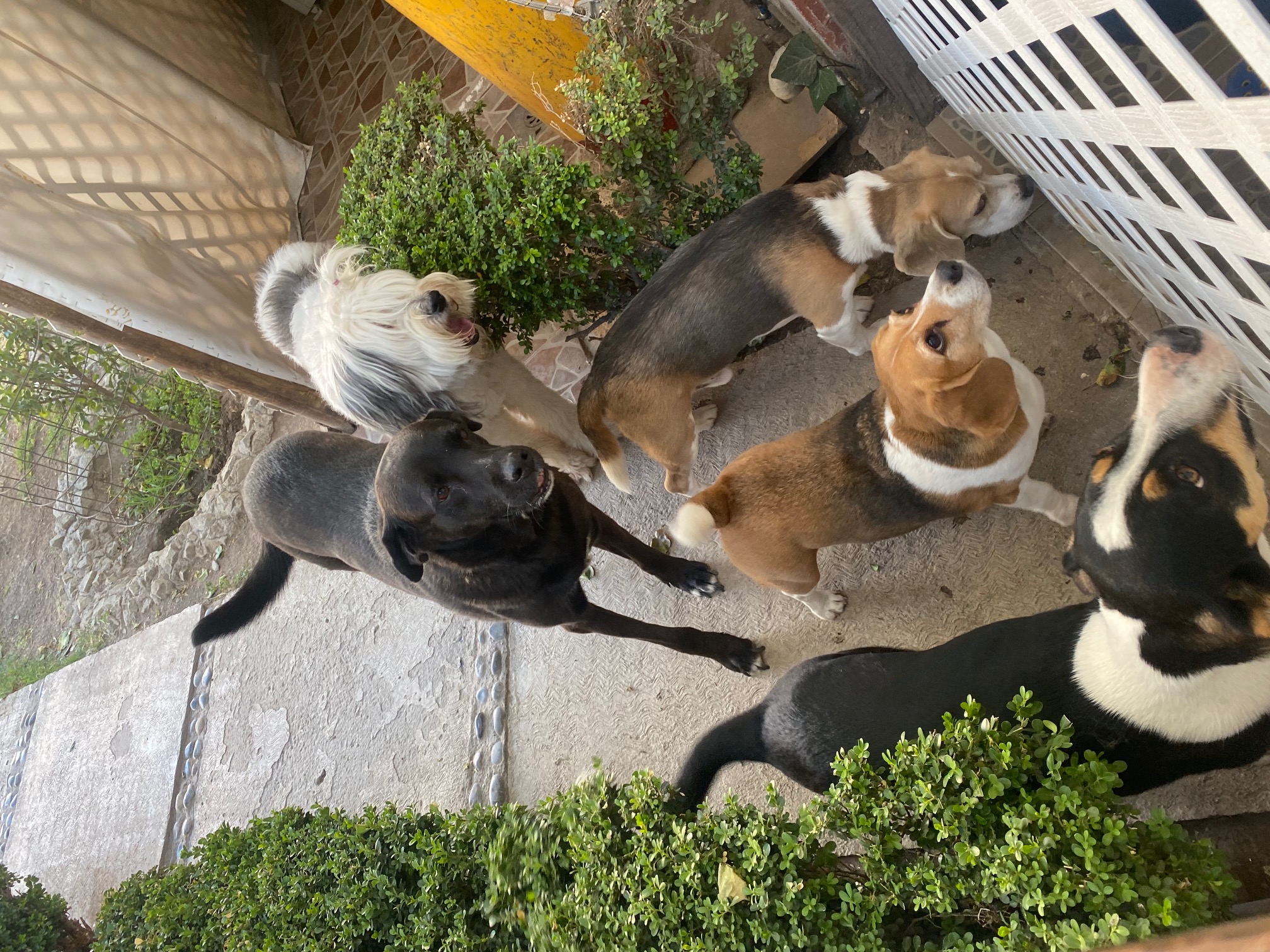 Perro feliz