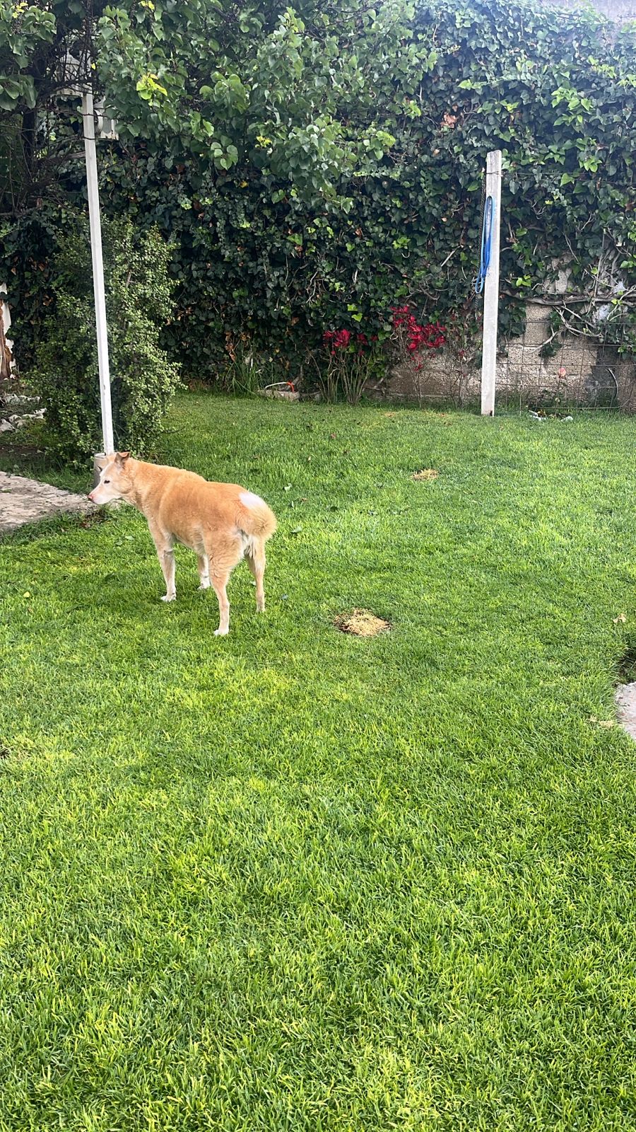 Perros en el jardin