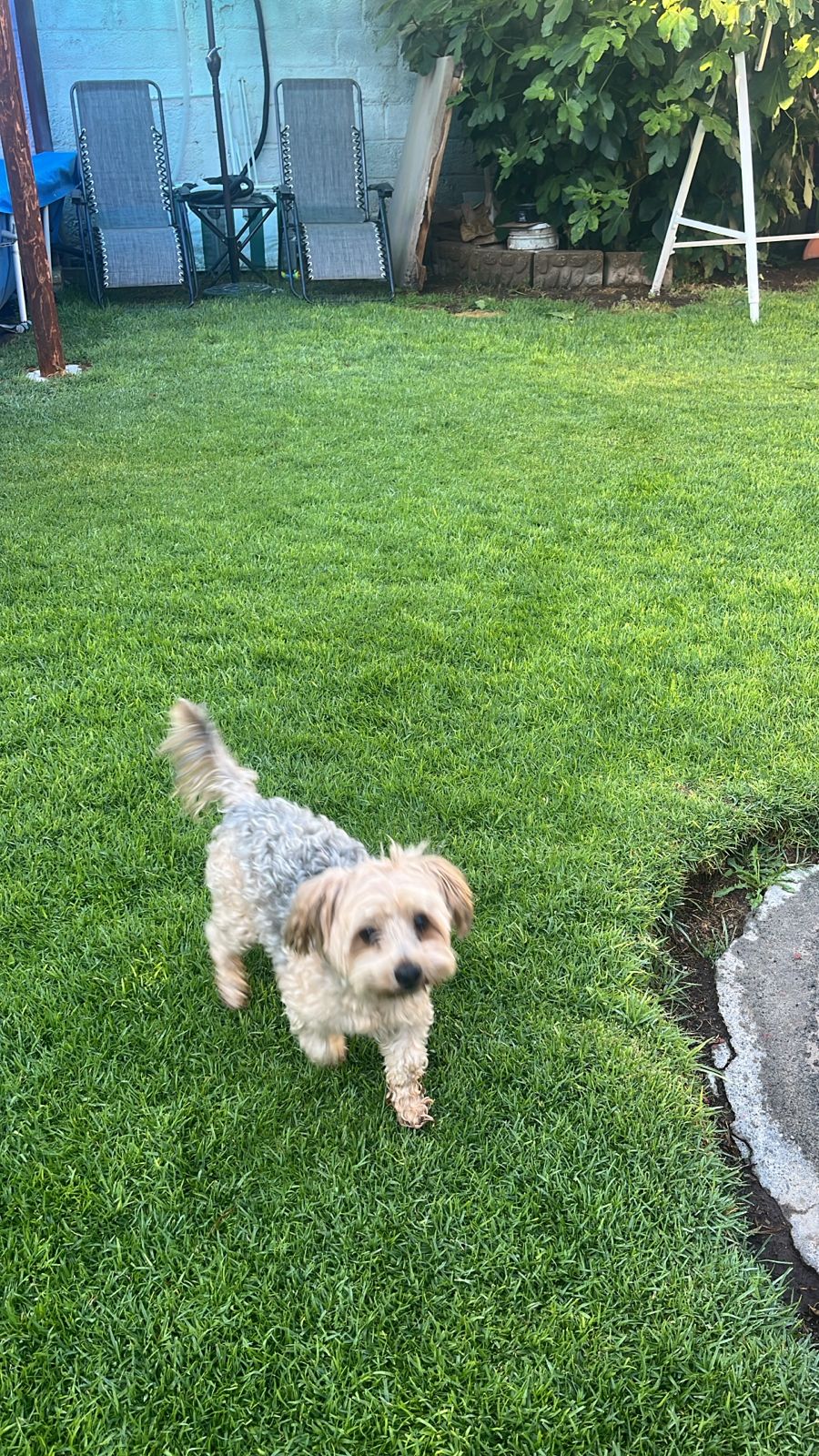 Perritos jugando en el jardin